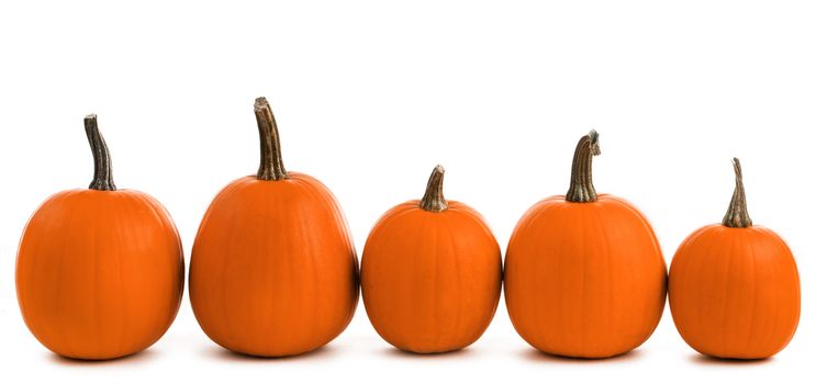 Five orange pumpkins in a row isolated on white background, Halloween concept