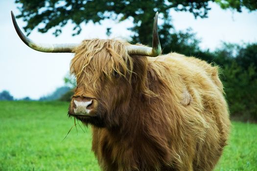 Brown scottish highland cow standing and eating grass on a grass field.