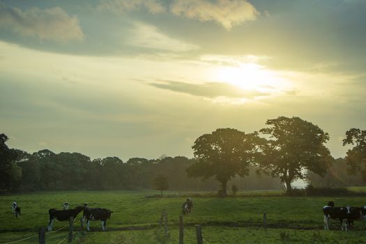Sunrise behind clouds and green field with cows on a cloudy day.