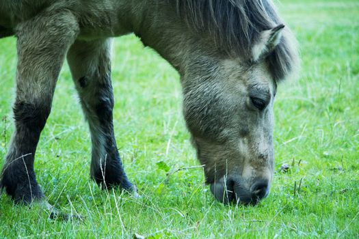 Grey horse eating green grass. Horse with mane, ears, eyes, legs, mouth and nose.