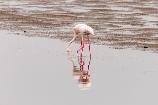 Two Greater Flamingos, Phoenicopterus ruber roseus, feeding in the lagoon at Walvis Bay in the Namib Desert on the Atlantic Coast of Namibia