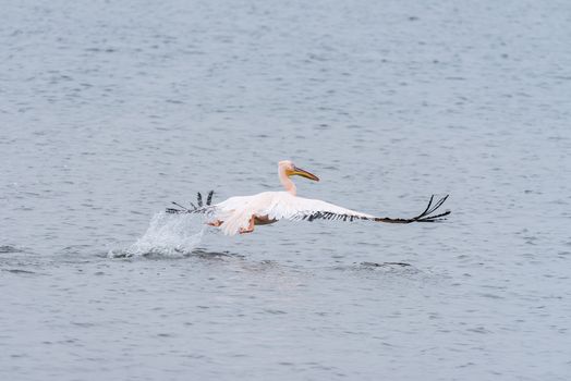 A great white pelican taking off from the lagoon in Walvis Bay in Namibia