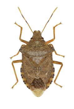 Dock Leaf Bug on white background  -  Arma custos (Fabricius, 1794)