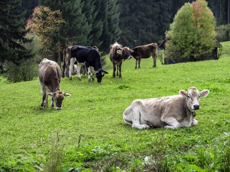 Cows pasturing and relaxing on green lush field in summertime.