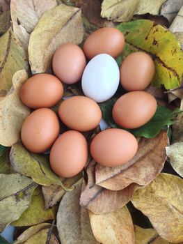 Duck and Chicken eggs on dry leaves