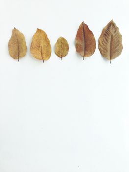 Dry leaves on white background, free space for text