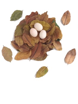 duck eggs on dry leaves