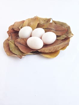 duck eggs on dry leaves