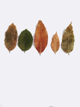 Dry leaves on white background, free space for text