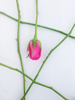 rose on white