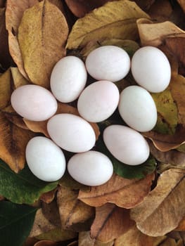 duck eggs on dry leaves