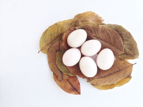 duck eggs on dry leaves