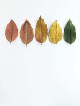 Dry leaves on white background, free space for text