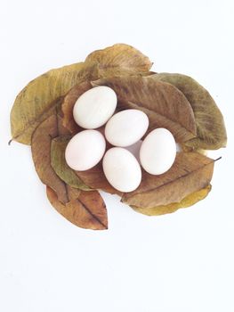 duck eggs on dry leaves