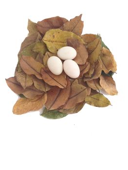 duck eggs on dry leaves