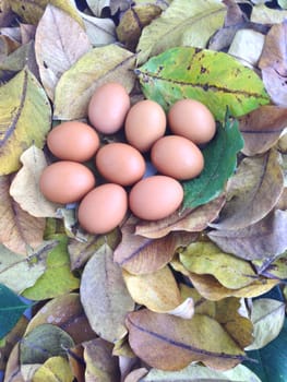 Chicken eggs on dry leaves