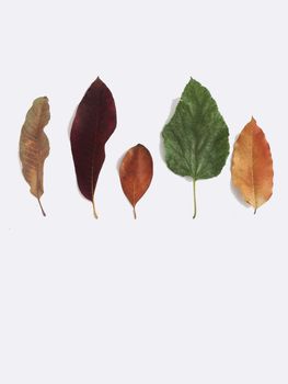 Dry leaves on white background, free space for text