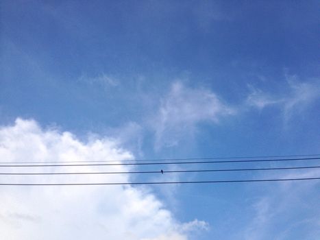 Electric lines are across the sky and little bird