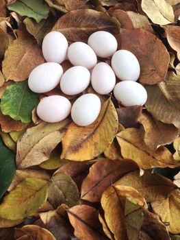 duck eggs on dry leaves