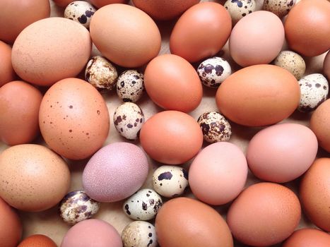 Chicken eggs and Quail eggs