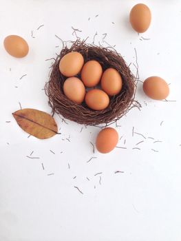 nine chicken eggs with nest made by banyan tree air roots