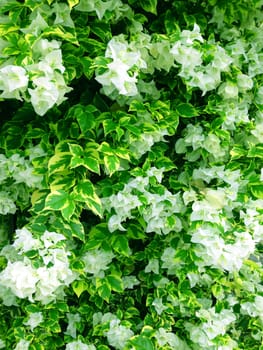 White Bougainvillea and Green yellow leaf