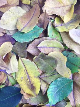 colorful of  dry leaves background
