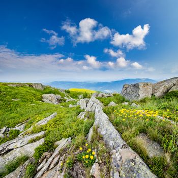 yellow dandelions in the grass among the huge rocks on hillside in high mountains