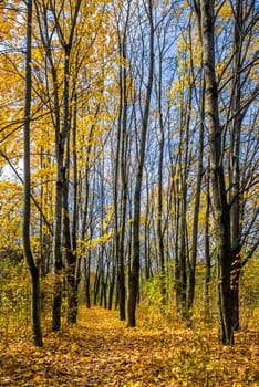 tall trees with yellow and orange foliage in autumn forest on sunny day with blue sky