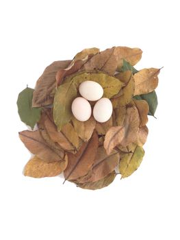 duck eggs on dry leaves