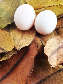 duck eggs on dry leaves