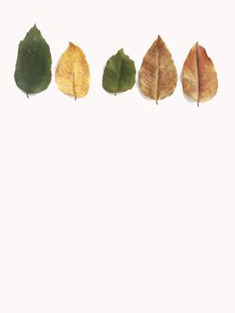 Dry leaves on white background, free space for text