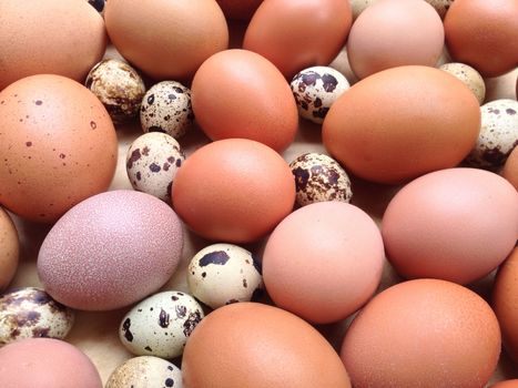 Chicken eggs and Quail eggs
