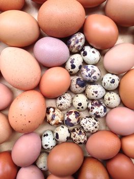 Chicken eggs and Quail eggs