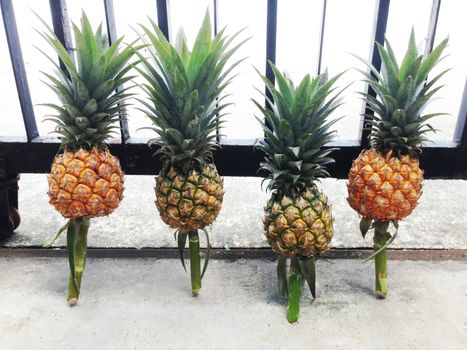 Pineapple isolated on cement floor