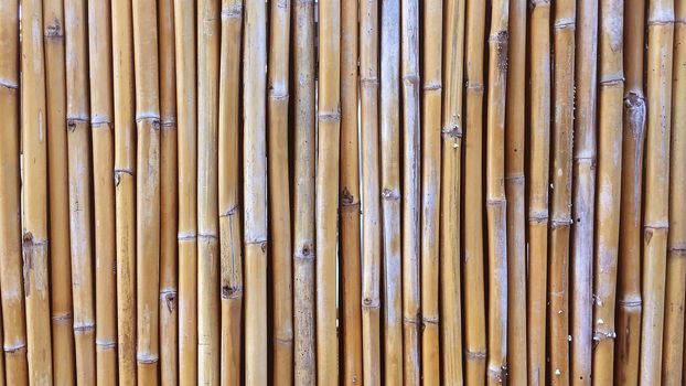 Bamboo wall or Bamboo fence texture background.