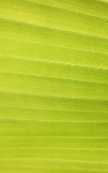 Banana leaf texture background
