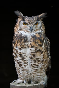 An upright portrait of an eagle owl standing on a post facing forward with large orange eyes staring set against a black background