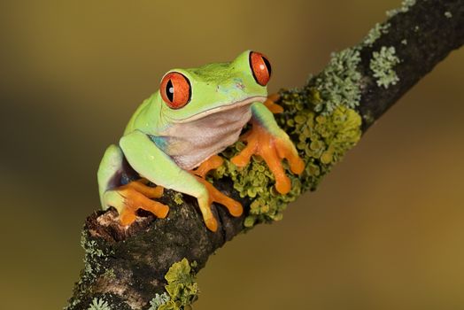 Close up portrait of a red eyed tree frog balancing on a branch against a plain natural background
