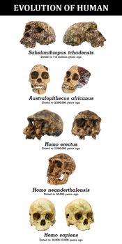 Evolution of human skull ( Sahelanthropus tchadensis . Australopithecus africanus . Homo erectus . Homo neanderthalensis . Homo sapiens ) .