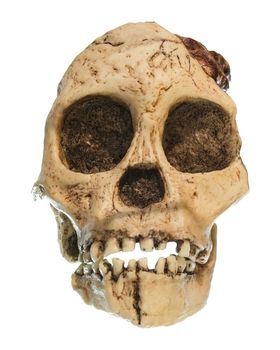 Australopithecus africanus Skull . ( Taung Child ) . Dated to 2.5 million years ago . Discovered in 1924 in a limestone quarry near Taung village , South africa .