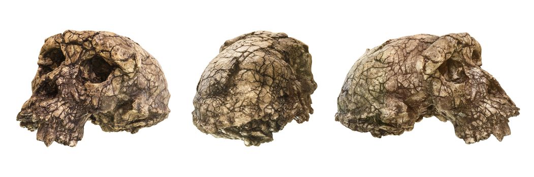 Set of Sahelanthropus tchadensis Skull ( Toumai ) . Discovered in 2001 in Djurab desert in Northern Chad , Central africa . Dated to 7-6 million years ago . Front and back and side view .