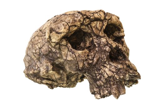 Sahelanthropus tchadensis Skull ( Toumai ) . Discovered in 2001 in Djurab desert in Northern Chad , Central africa . Dated to 7-6 million years ago .