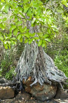 a mangrove roots along a dry river