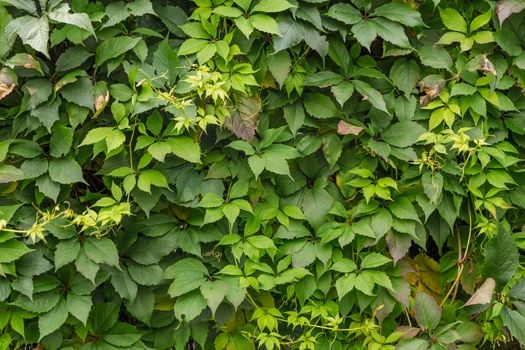 Background of green leaves of a climbing plant