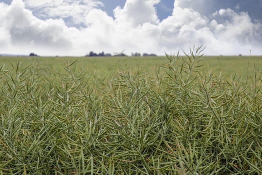 bountiful crop of peas in an english field