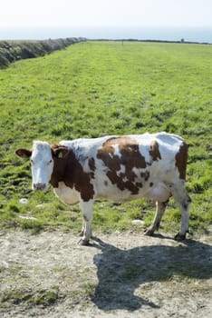 brown and white cow on the county kerry coast of ireland