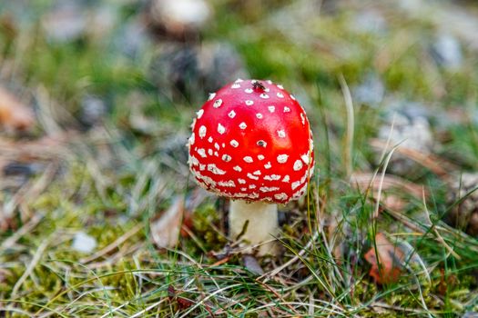 Amanita muscaria in grass in forest, nature