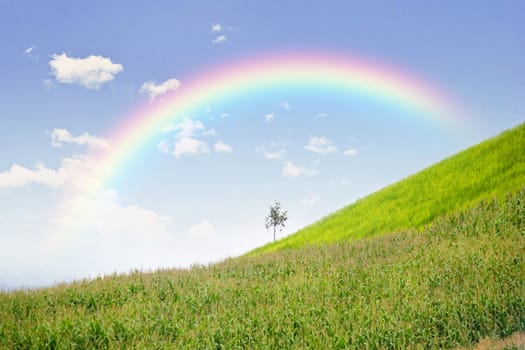Lonely tree in mountain with rainbow, Composition of nature, Copyspace For Text