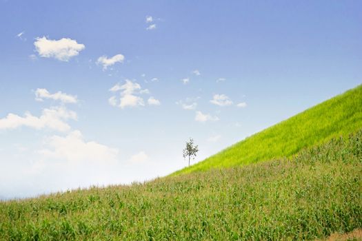 Lonely tree in mountain, Composition of nature, Copyspace For Text